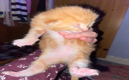 British Shorthair cats for sale: 3 kittens  - Image 2