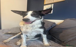 Mixed Breed dogs for sale: Saved from streets of Albania  - Image 4