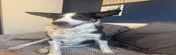 Mixed Breed dogs for sale: Saved from streets of Albania  - Advert 4