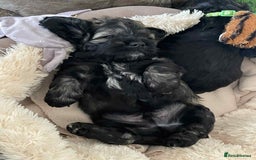 Mixed Breed dogs for sale: Three beautiful males looking for loving homes - Image 12
