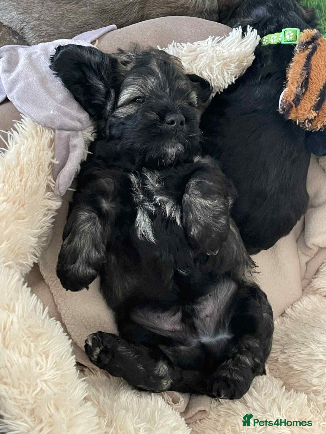 Mixed Breed dogs for sale: Three beautiful males looking for loving homes - Image 12
