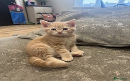 Mixed Breed cats for sale: Two left - 1 tortie girl. 1 dilute ginger boy.  - Image 4