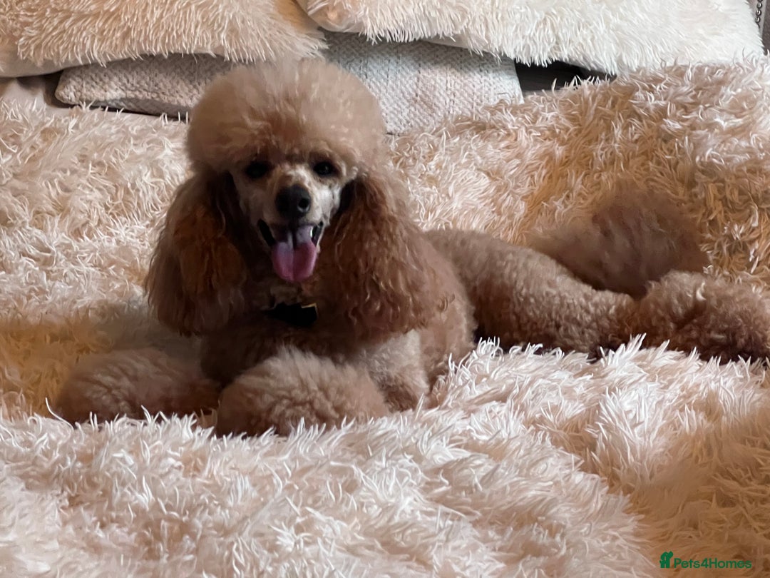 Poochon dogs for sale: *Stunning Poochon puppies* - Image 6