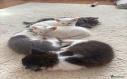Mixed Breed cats for sale: 4 Male and 2 female kittens - Image 4