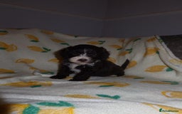 Cockapoo dogs for sale: Beautiful Cockapoo pups - Image 9