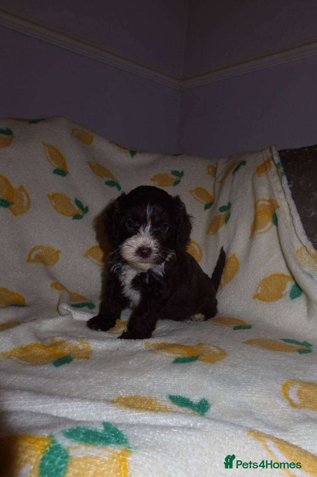 Cockapoo dogs for sale: Beautiful Cockapoo pups - Image 9