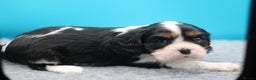 Cavalier King Charles Spaniel dogs for sale: Champion lines, heart/health tested, KC registered - Advert 31