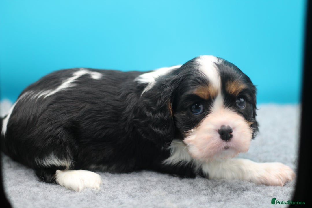 Cavalier King Charles Spaniel dogs for sale: Champion lines, heart/health tested, KC registered - Advert 31