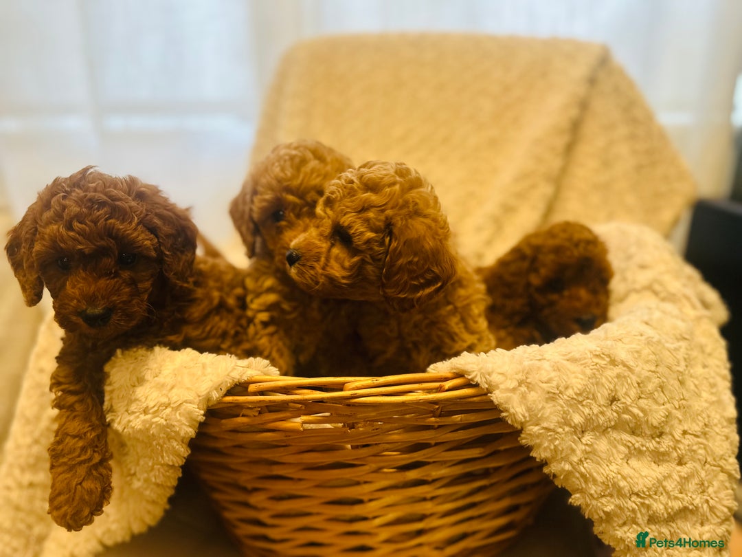 Toy Poodle dogs for sale: 🤎Toy poodles🤎 - Image 8