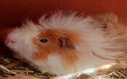 Guinea Pig rodents for sale:  lunkarya guinea pig - Image 1