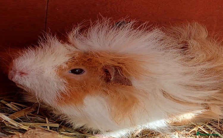 Guinea Pig rodents - Advert 16
