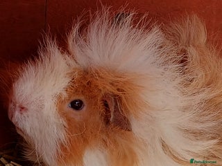 Guinea Pig rodents - Advert 1