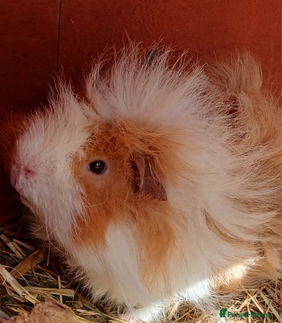 Guinea Pig rodents - Advert 1