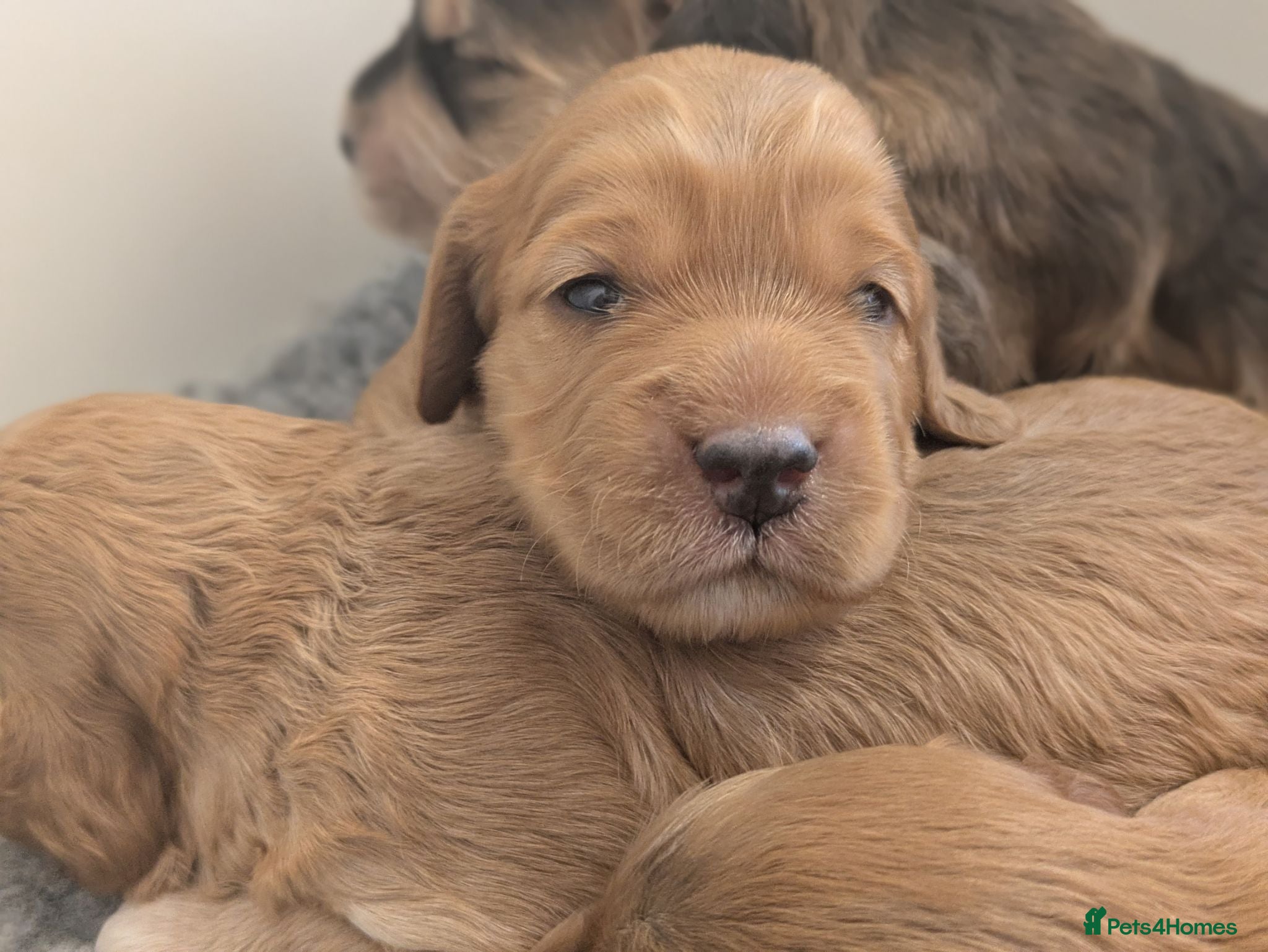 Cockapoo dogs Champion Line, Show Type F1 Cockapoo Puppies - Advert 2