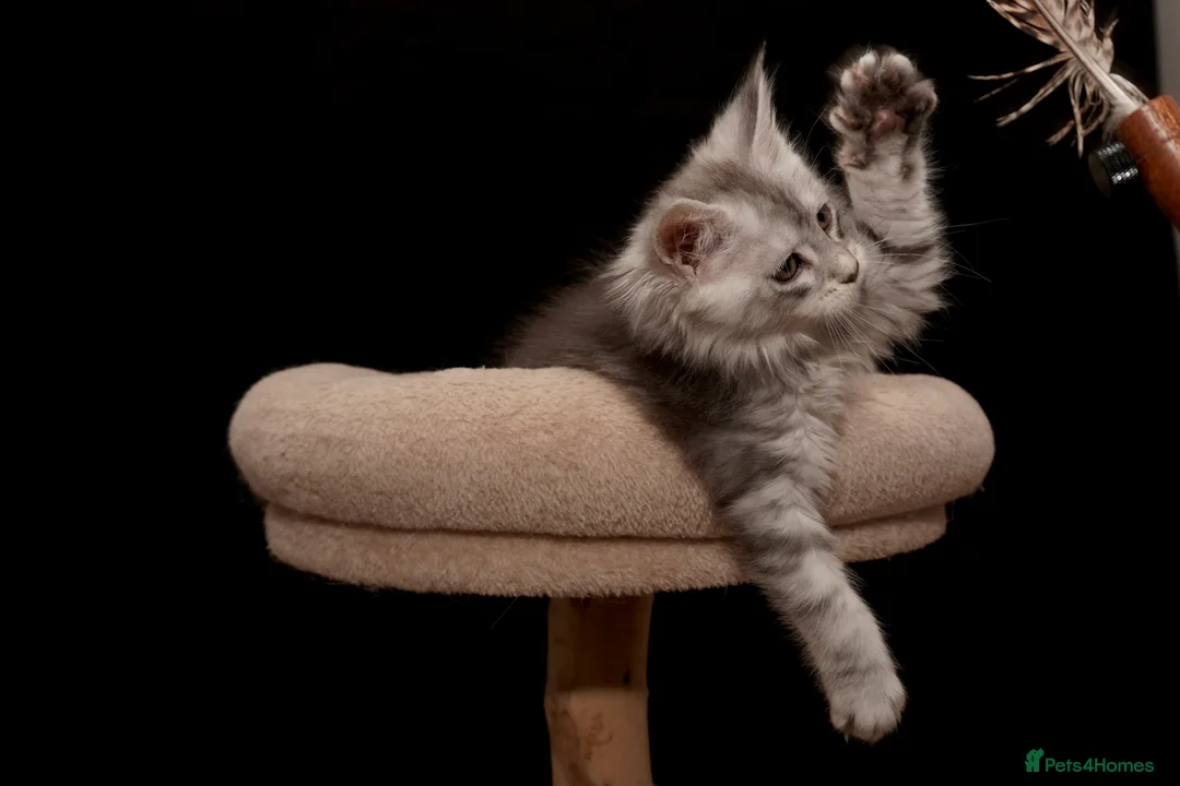 Maine Coon cats for sale: Black Silver classic tabby Mainecoon kittens - Advert 31