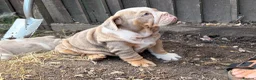 English Bulldog dogs for sale: Rare mini english bulldogs  - Advert 29