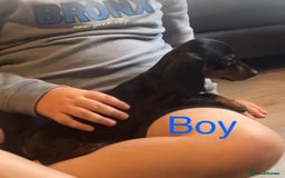 Dachshund dogs for sale: Dachshund puppies AVAILABLE NOW  - Image 17