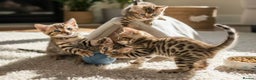 Bengal cats for sale: Pure breed bengal kittens 8  - Advert 3