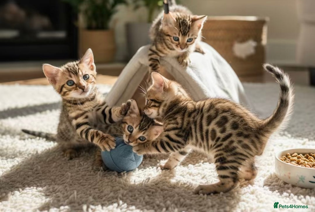 Bengal cats for sale: Pure breed bengal kittens 8  - Advert 3