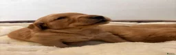 Golden Retriever dogs for sale: Fully Health Tested - KC Reg Golden Retrievers - Advert 4