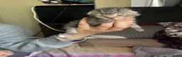 Mixed Breed cats for sale: Stunning kittens  - Advert 20