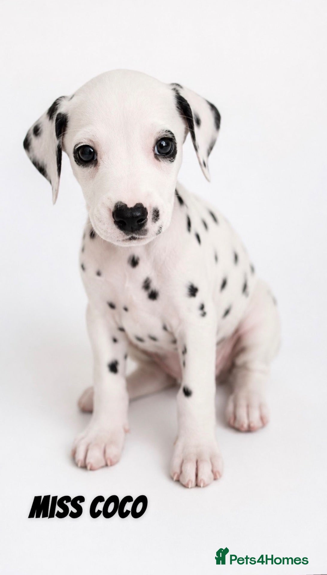 Dalmatian dogs Dalmatian puppies ready next week - Advert 1