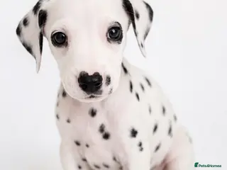 Dalmatian dogs Dalmatian puppies ready next week - Advert 5