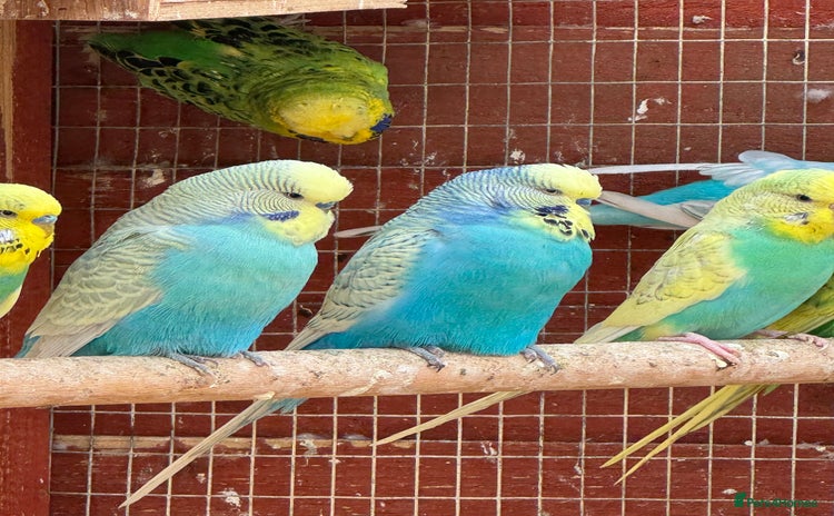Budgerigars birds - Advert 5