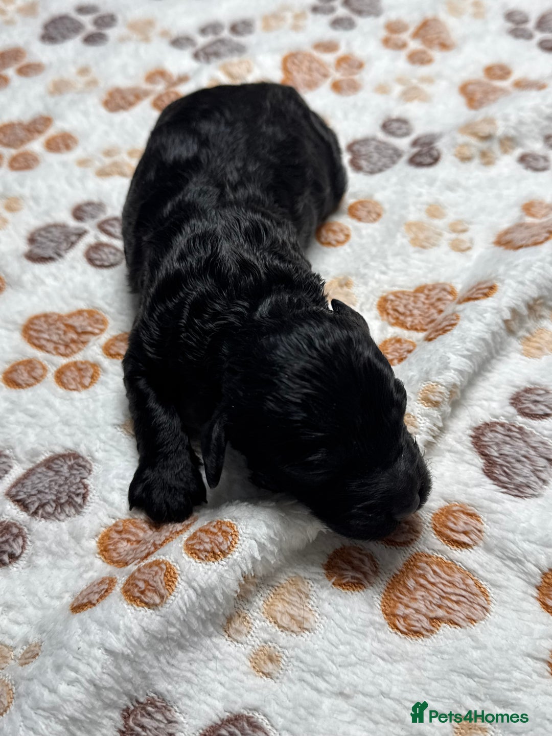 Cockapoo dogs for sale: Beautiful Fully Health Tested Cockapoos - Image 25
