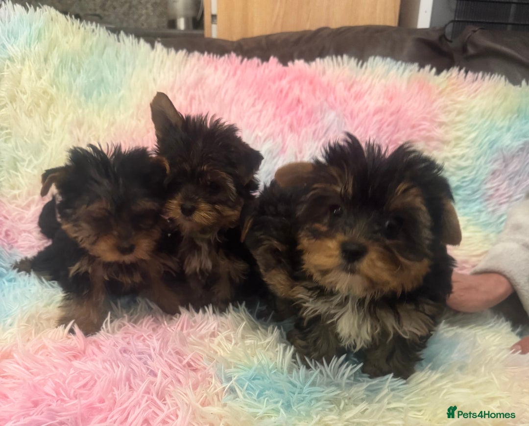 Yorkshire Terrier dogs for sale: Yorkshire terrier puppies  - Advert 7