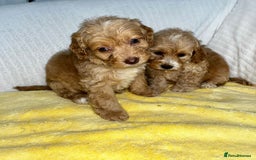Standard Poodle dogs for sale: Ready to leave standard poodles  - Image 6