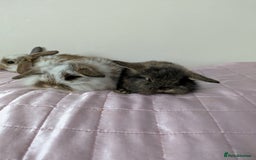 Mini Lop rabbits for sale: Gorgeous Fluffy Purebred Mini Lop bunnies - Image 11