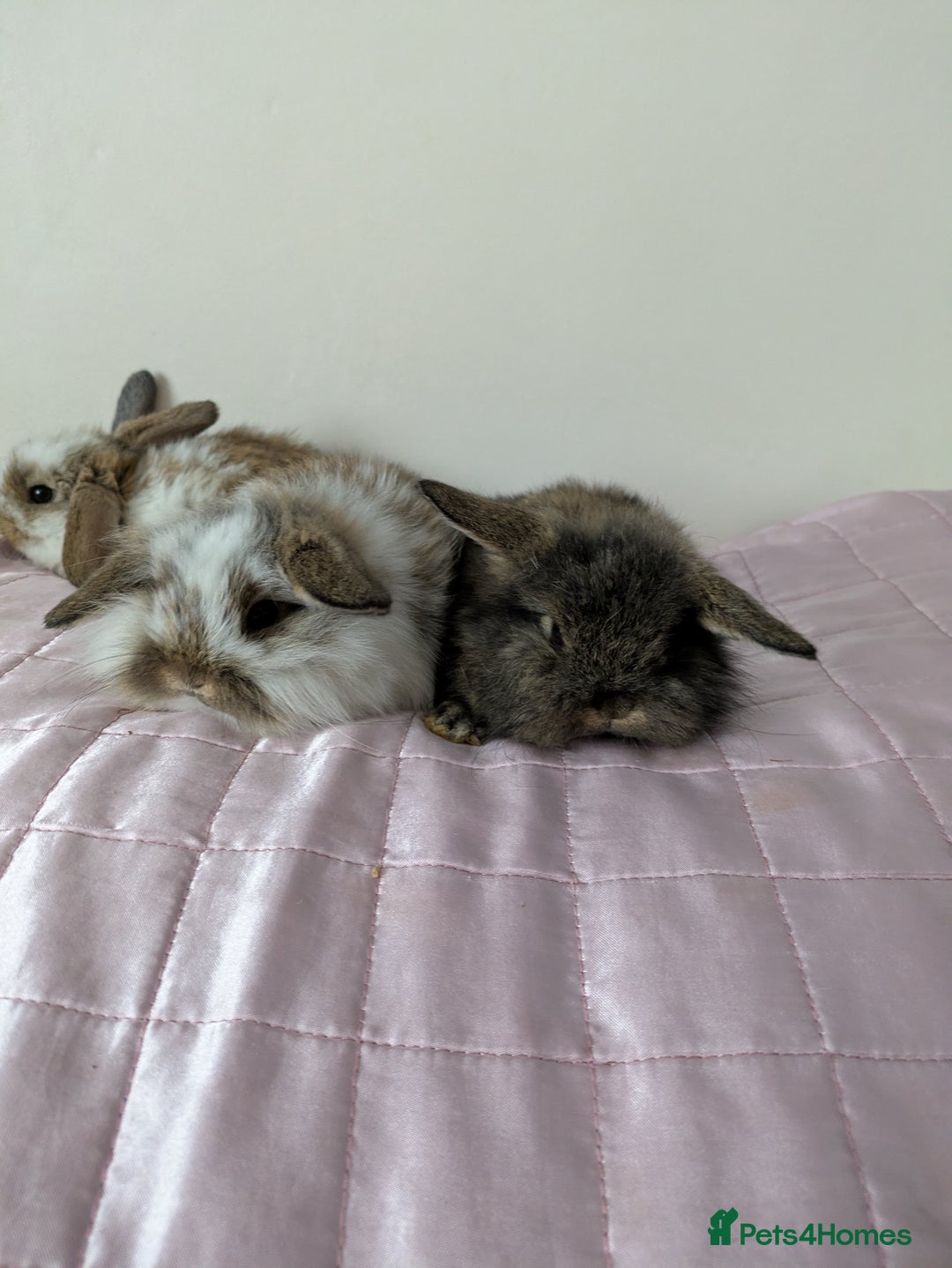Mini Lop rabbits for sale: Gorgeous Fluffy Purebred Mini Lop bunnies - Image 11
