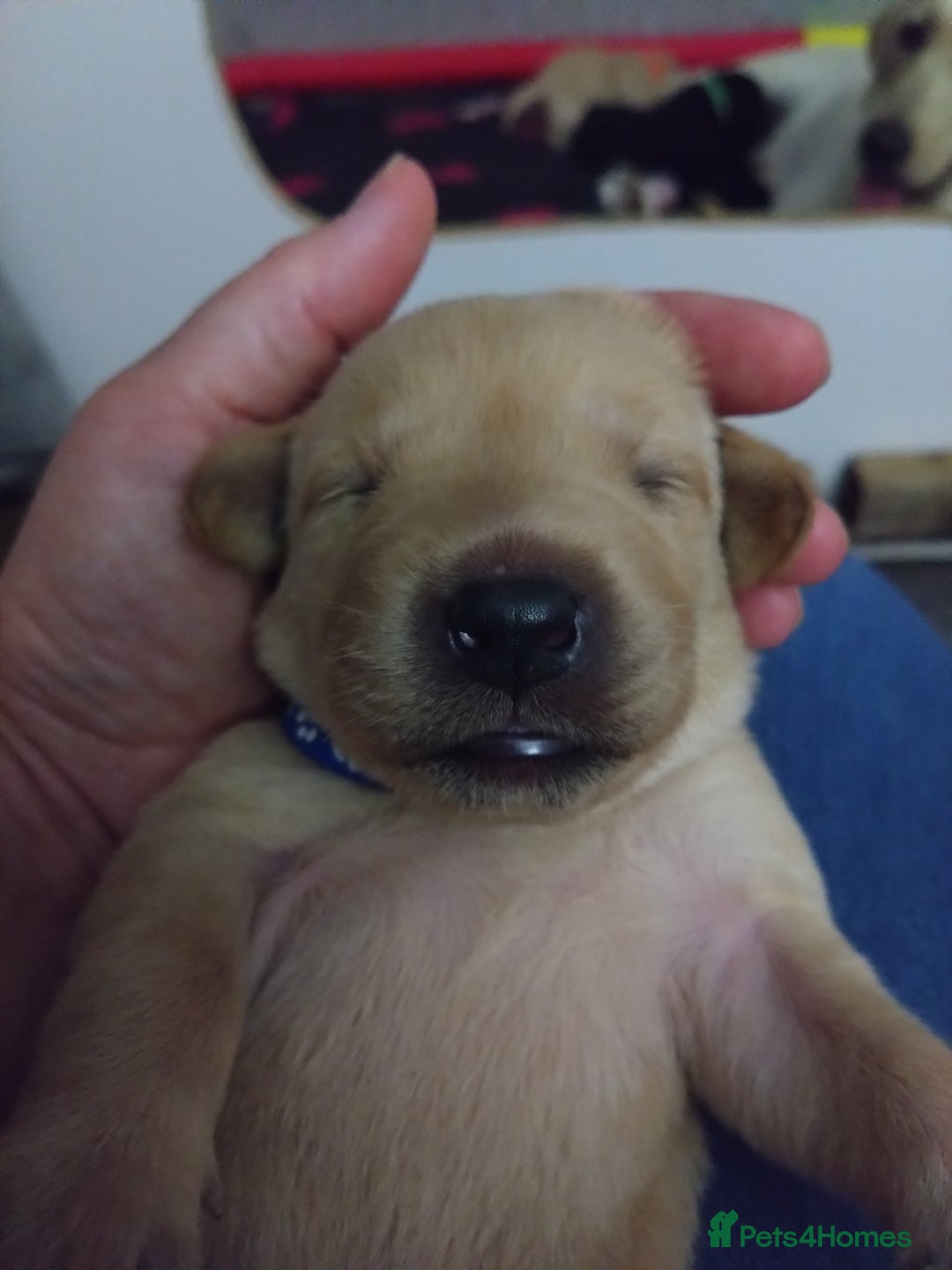 Labrador Retriever dogs for sale:  Labrador pups - Image 18