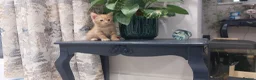 Mixed Breed cats for sale: Kittens ginger/black  - Advert 21