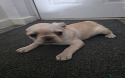 French Bulldog dogs for sale: Frenches  - Image 1
