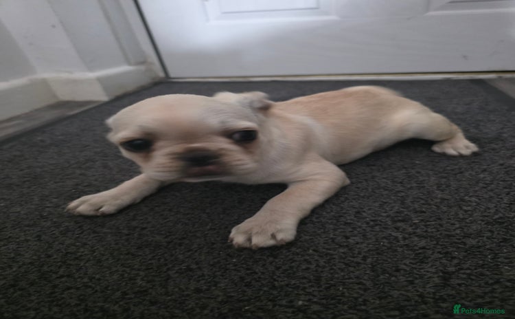French Bulldog dogs - Advert 3