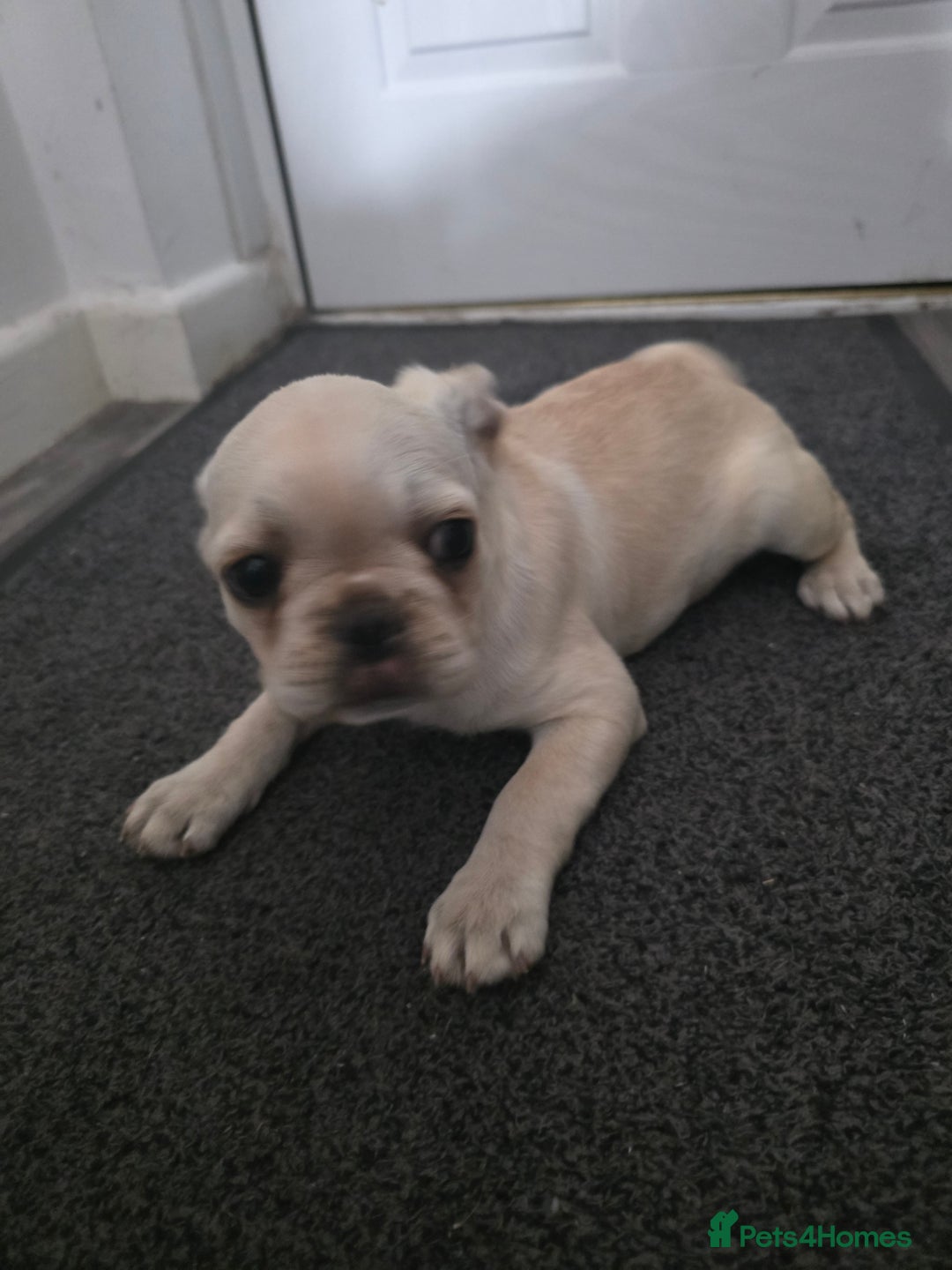 French Bulldog dogs for sale: Frenches  - Image 1