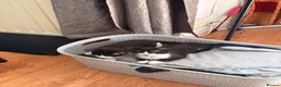 British Shorthair cats for sale: 4 black + white female kittens - Advert 21