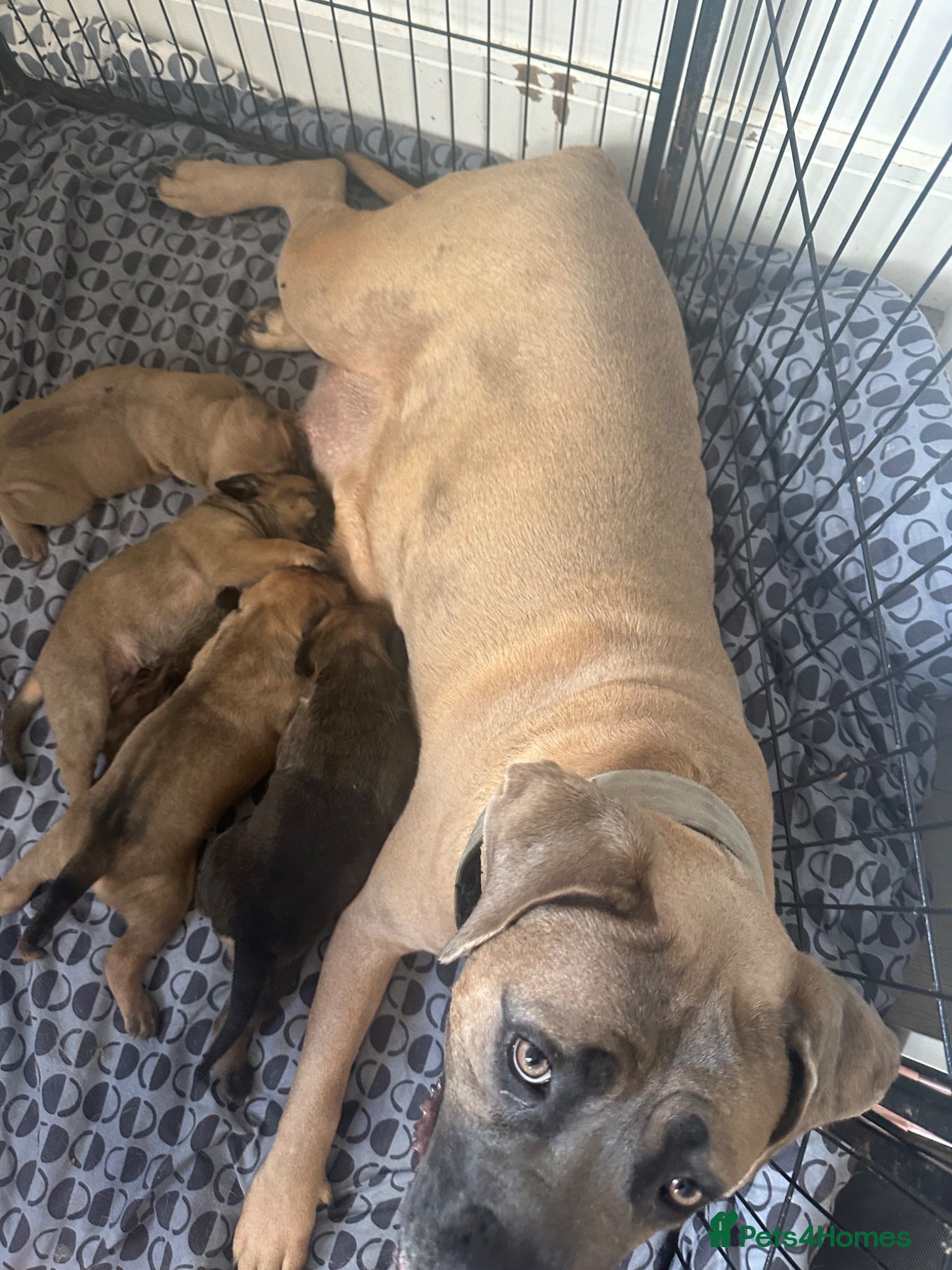 Cane Corso dogs 4 Beautiful cane Corso puppies 1 girl 3 boys  - Advert 2