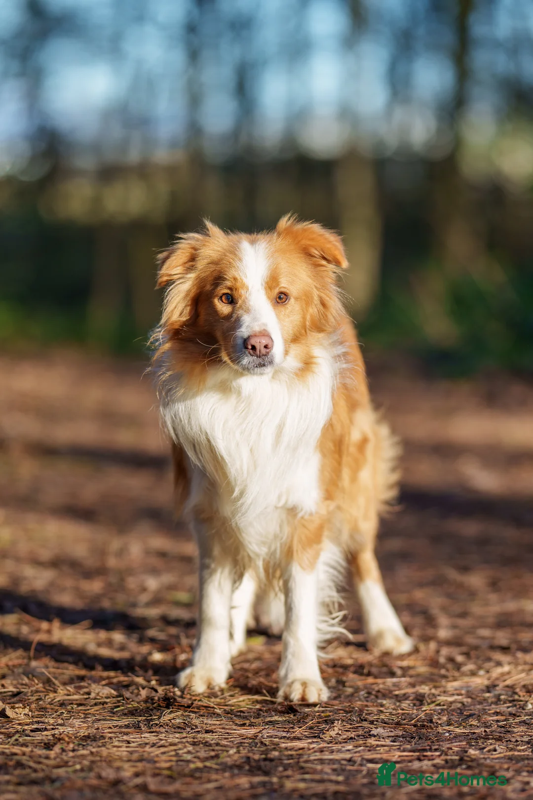 Border Collie dogs for stud: KC REG FULLY HEALTH TESTED EE RED/GOLD STUD  in Doncaster - Advert 10