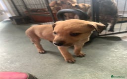 Lurcher dogs for sale: Family friendly pups - Image 9