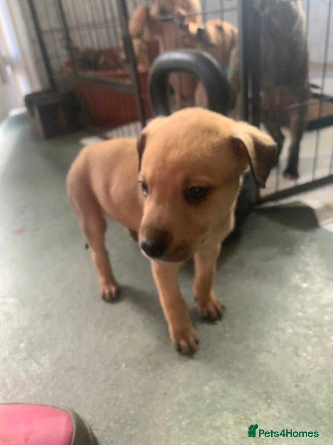 Lurcher dogs for sale: Family friendly pups - Image 9
