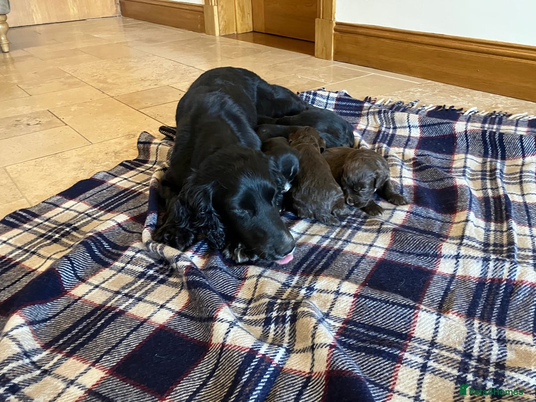 Cocker Spaniel dogs for sale: Outstanding Cocker Spaniel  - Image 8