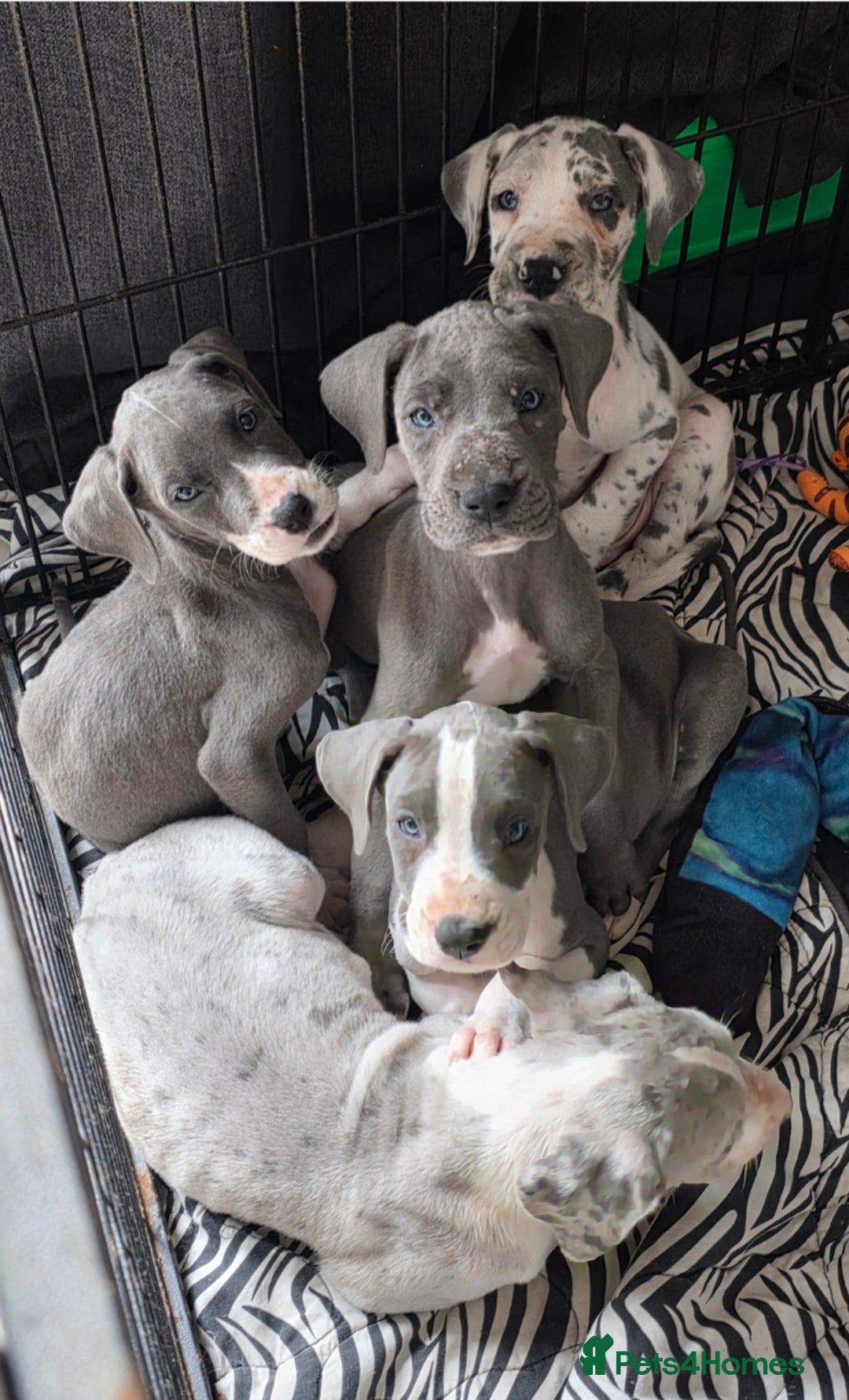 Great Dane dogs for sale: Great dane puppies for sale  in Brentwood - Image 10