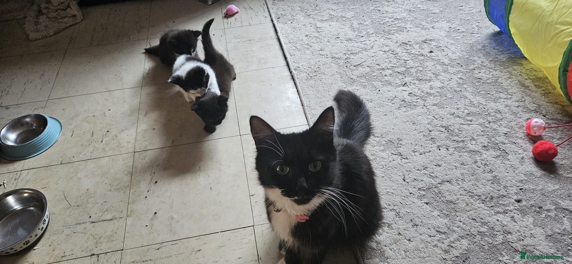 Mixed Breed cats Queen's 3 little biscuits  - Advert 9
