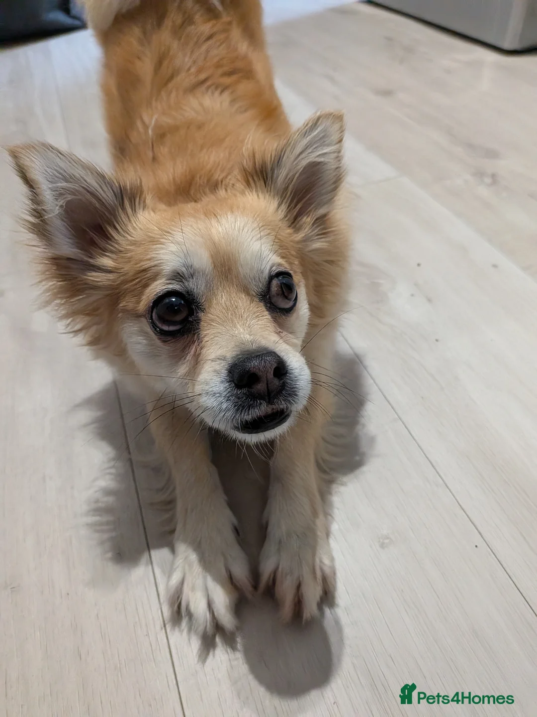 Mixed Breed dogs for sale: Tandy - 4yr old Jackaranian looking for new home - Advert 4