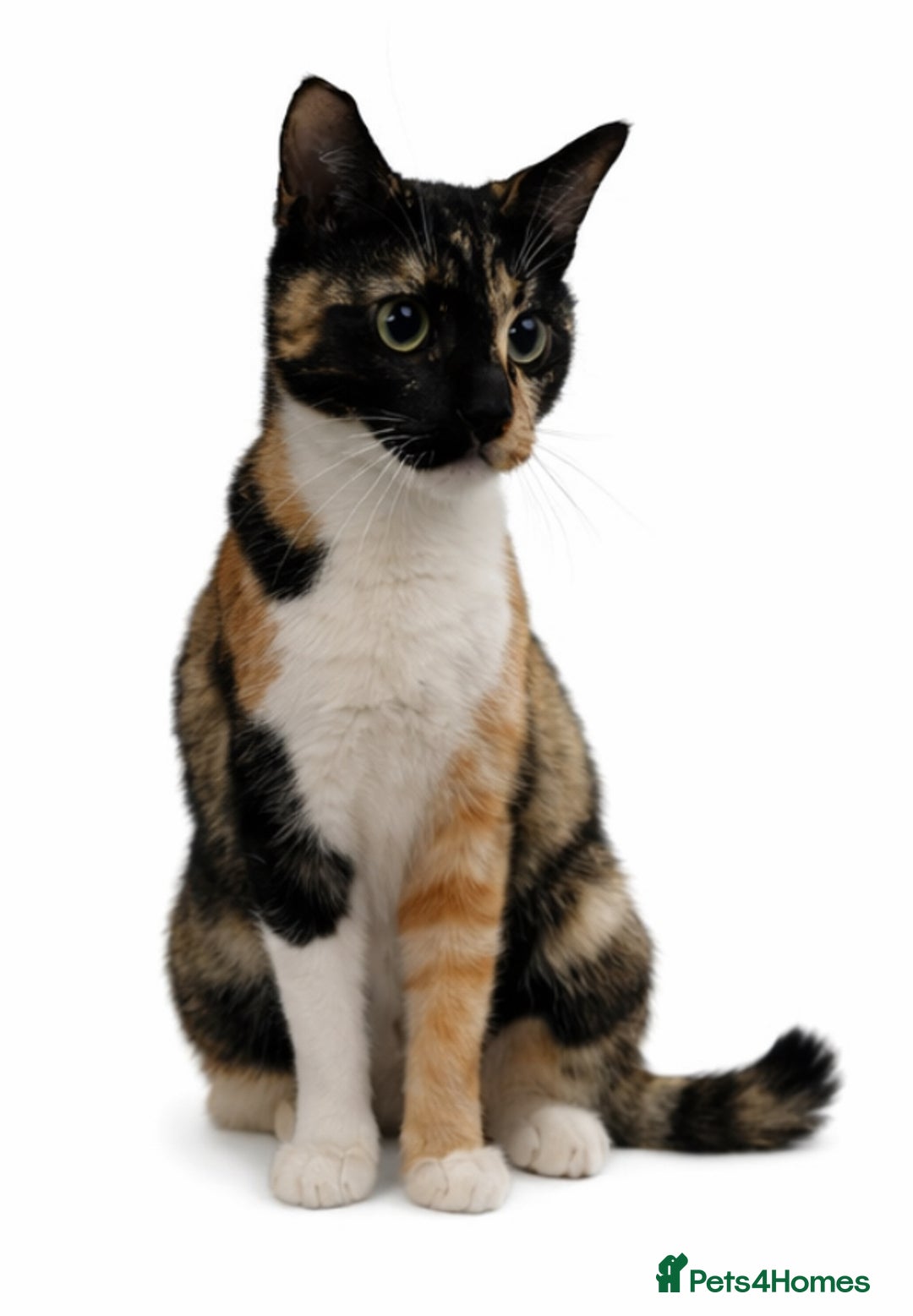 British Shorthair cats for sale: 5 kittens, 1 cat.  - Advert 1