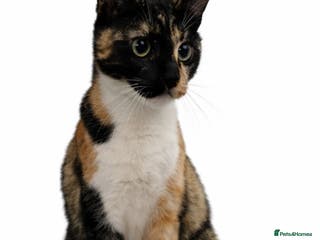 British Shorthair cats 5 kittens, 1 cat. - Advert 2