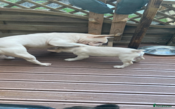 French Bulldog dogs for sale: French bulldog  - Image 2